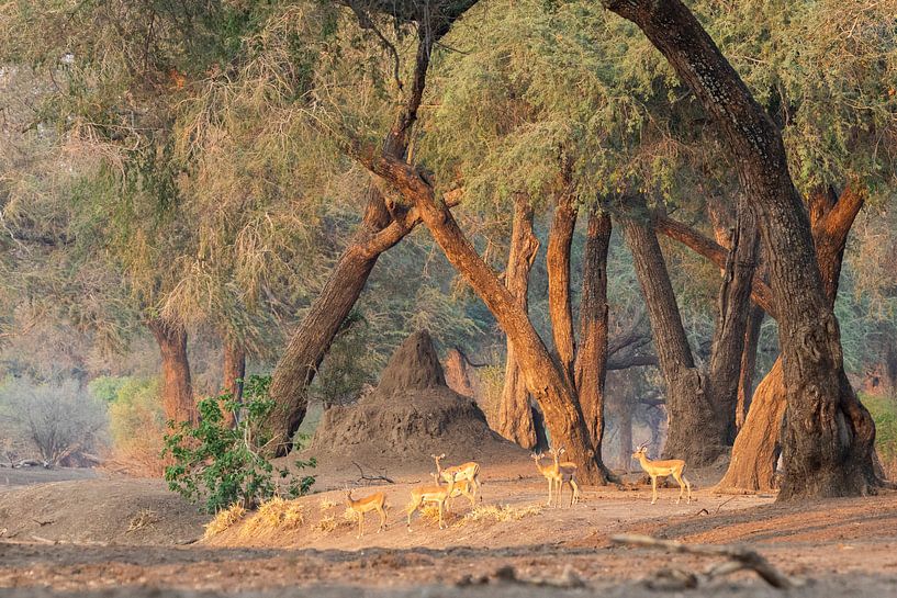 Impalas im atmosphärischen Wald von Anja Brouwer Fotografie