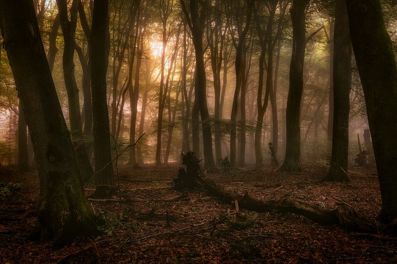 Forest of the dancing trees von Tim Abeln