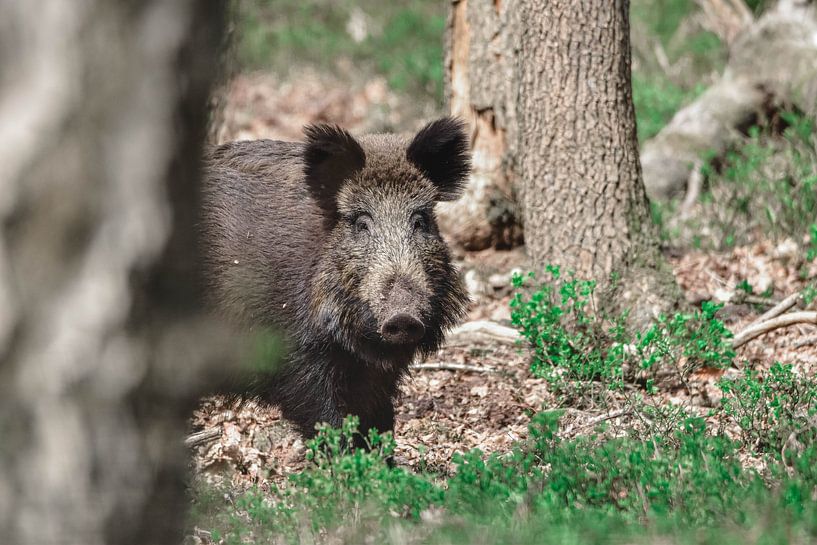 Wild pig by Kelly Kutterik Photography