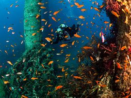 Unter der Brücke von Ilan Ben Tov