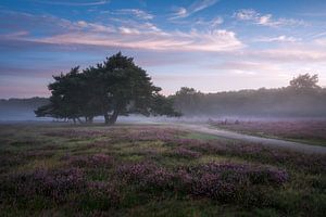 Bussemerheide