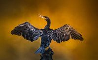 Cormoran aux ailes déployées
