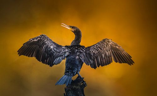 Kormoran mit ausgebreiteten Flügeln