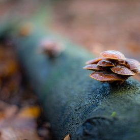 Paddestoelen in het bos von Jack Vermeulen