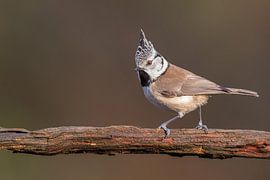 Kuifmees op tak by Ben Bokeh