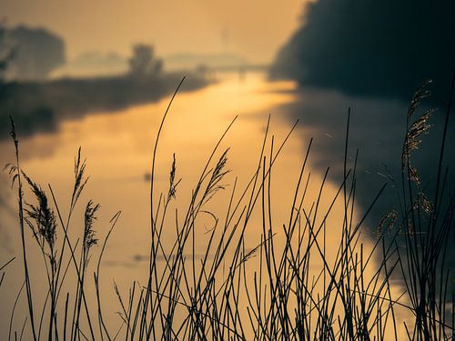 Grass in golden sunlight