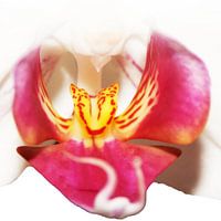 Orchid