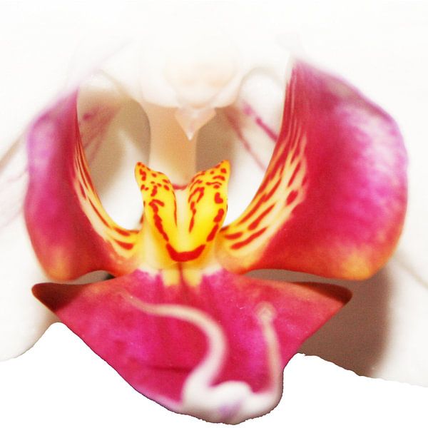 Orchid by Kim van Erp