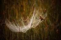 Hammock