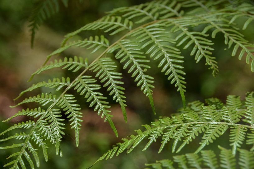 Fern by Sanne Lillian van Gastel