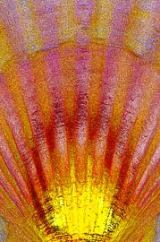 Shell in red & yellow