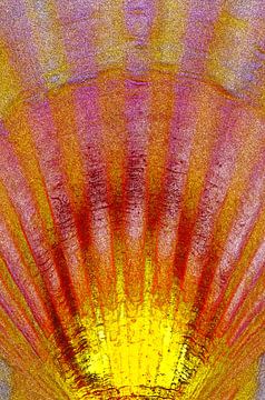 Shell in red & yellow by De Rover