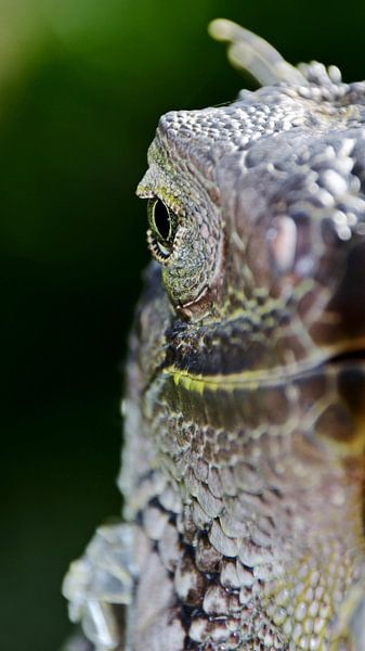 un grand iguane tigré par Werner Lehmann