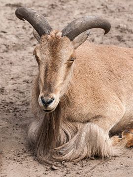 Manenschaap : DierenPark Amersfoort van Loek Lobel