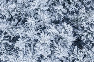 Von oben gesehener verschneiter Kiefernwald