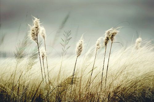 Let the wind carry you