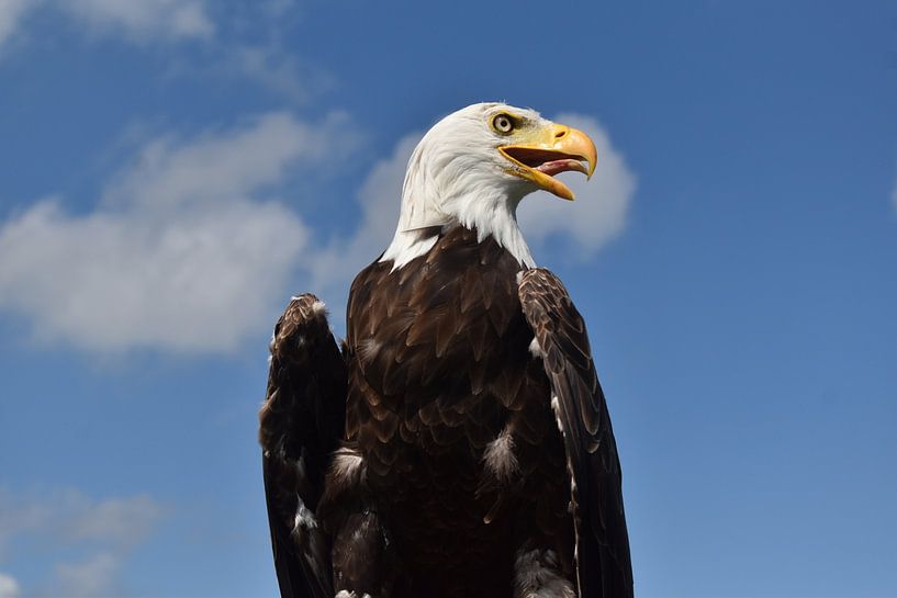 Weißkopfseeadler von Bert Kottier