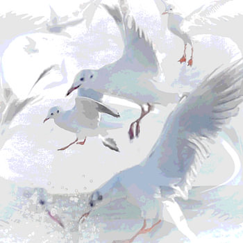 Oiseaux : mouettes chassant et plongeant