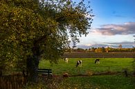 Koeien onder de grote appelboom in Drenthe. Koe/stier. van Hessel de Jong thumbnail