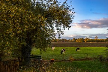 Koeien onder de grote appelboom in Drenthe. Koe/stier. van Hessel de Jong