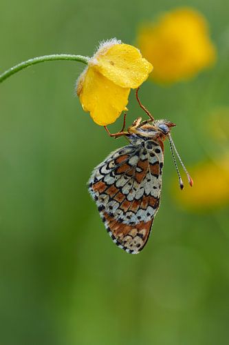 veldparelmoervlinder as cold as ice