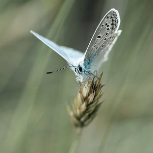 bleu d'été