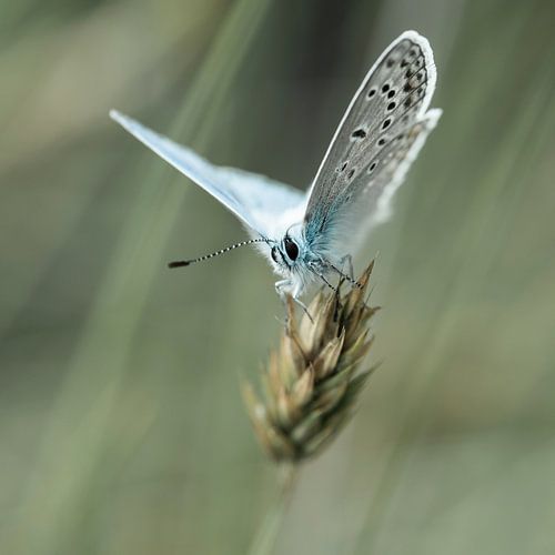 zomerblauw