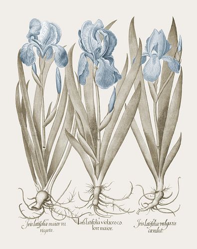 Basilius Besler-Grote baardige tuinirissen vlag irissen