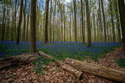 Hallerbos