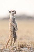 Erdmännchen auf der Suche in Botswana