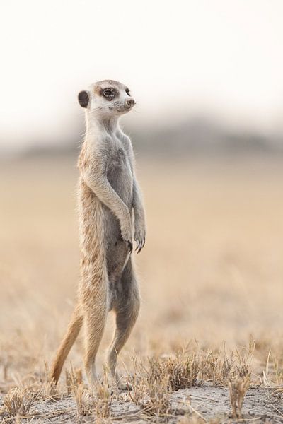Meerkat or suricate in Botswana by Simone Janssen