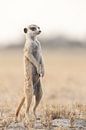 Meerkat or suricate in Botswana by Simone Janssen thumbnail