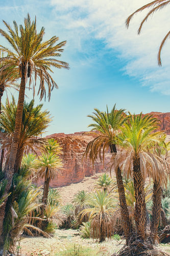 Palm trees in the Tata Oasis, Morocco