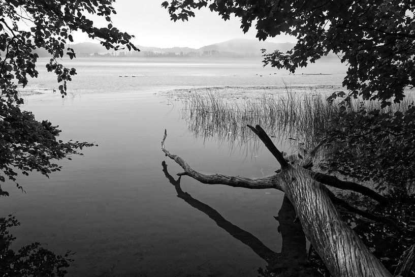 Old tree trunk at Lake Laach by Flatfield
