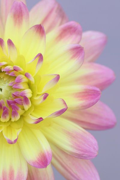Flower, dahlia by Karin van der Schenk