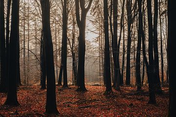 Bos in de herfst in Nationaal park de Drentsche Aa | Natuur fotografie Drenthe van Denise Tiggelman