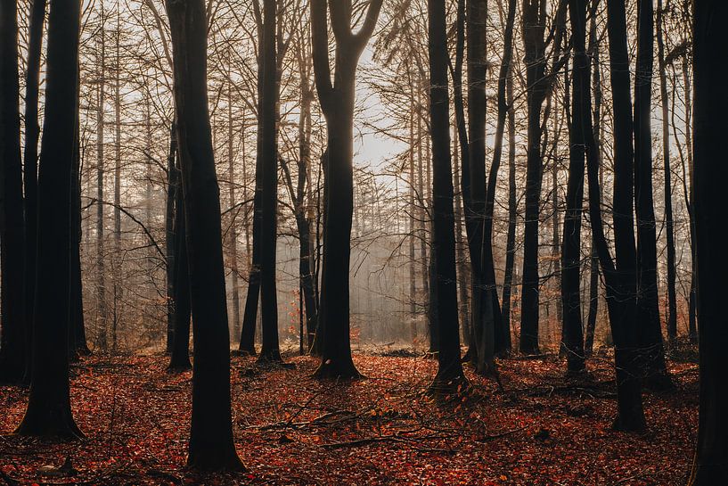 Forest in autumn in National Park the Drentsche Aa | Nature photography Drenthe by Denise Tiggelman