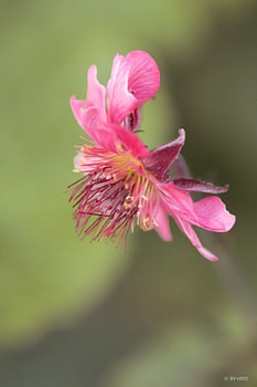 La fleur de la centaurée penchée est d'un rose tendre et vif