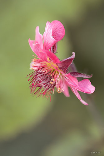 La fleur de la centaurée penchée est d'un rose tendre et vif