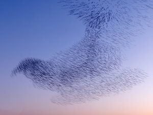 Starling-Wolke