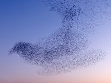 Starling cloud by Rob Kempers