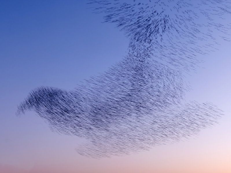 Starling-Wolke von Rob Kempers