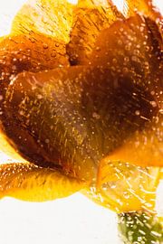 Orange Freesie in Eis 2022 - 3 von Marc Heiligenstein