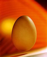 Ei in een oranje omgeving