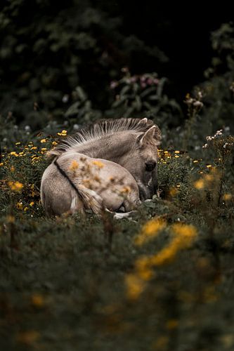 Paard in Rust Te midden van Wilde Bloemen