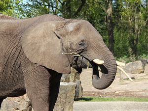 Olifant