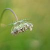 Fleur de carotte sauvage dans la pelouse sur Dirk Maes