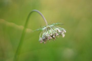 Fleur de carotte sauvage dans la pelouse sur Dirk Maes