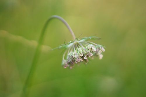 Fleur de carotte sauvage dans la pelouse sur Dirk Maes
