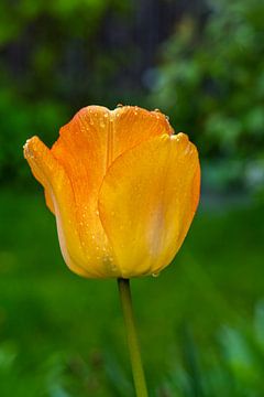 Close-up van een gele tulpenbloesem